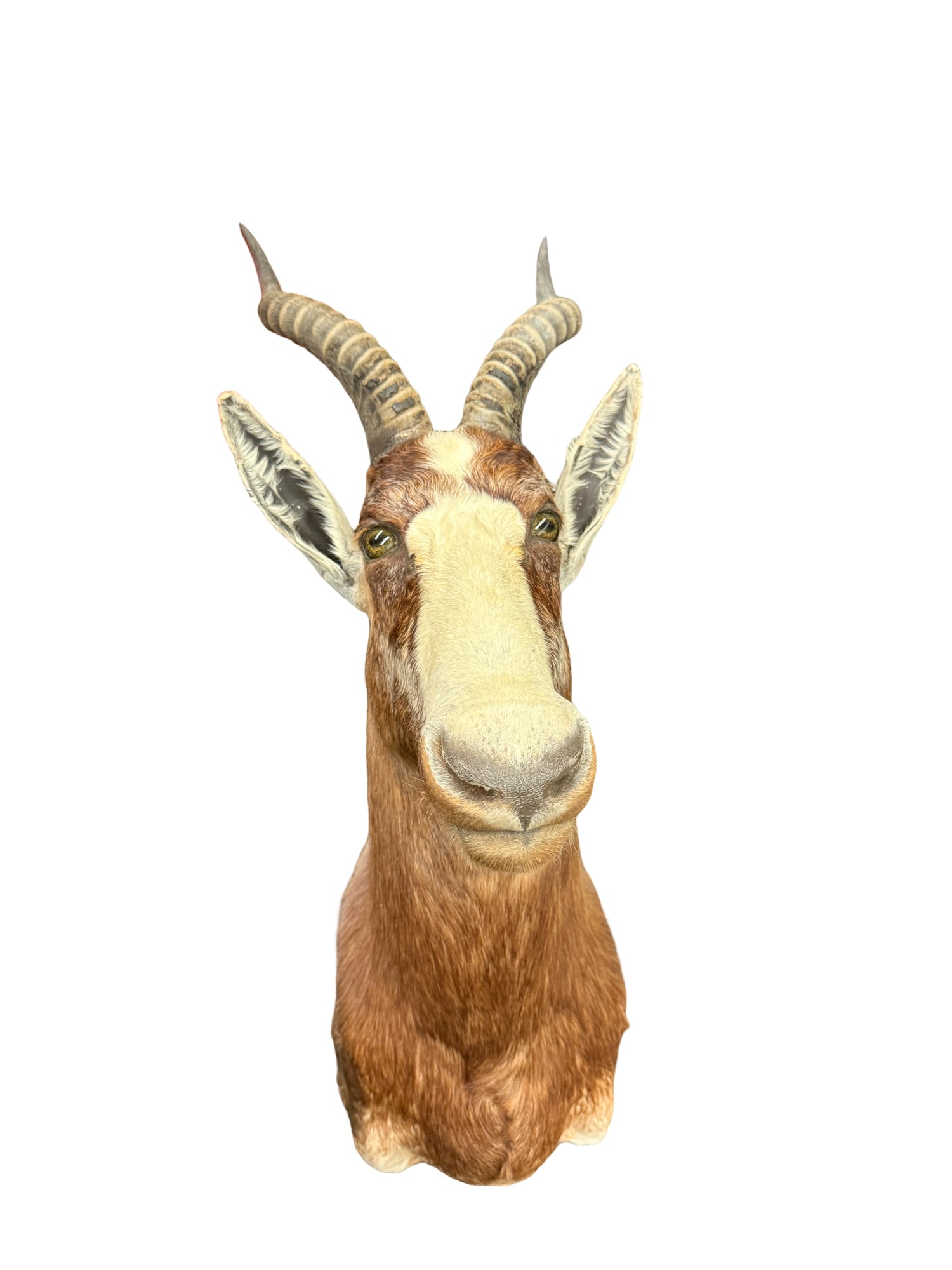 Blesbok Shoulder Wall Mount Taxidermy (1 of 9)