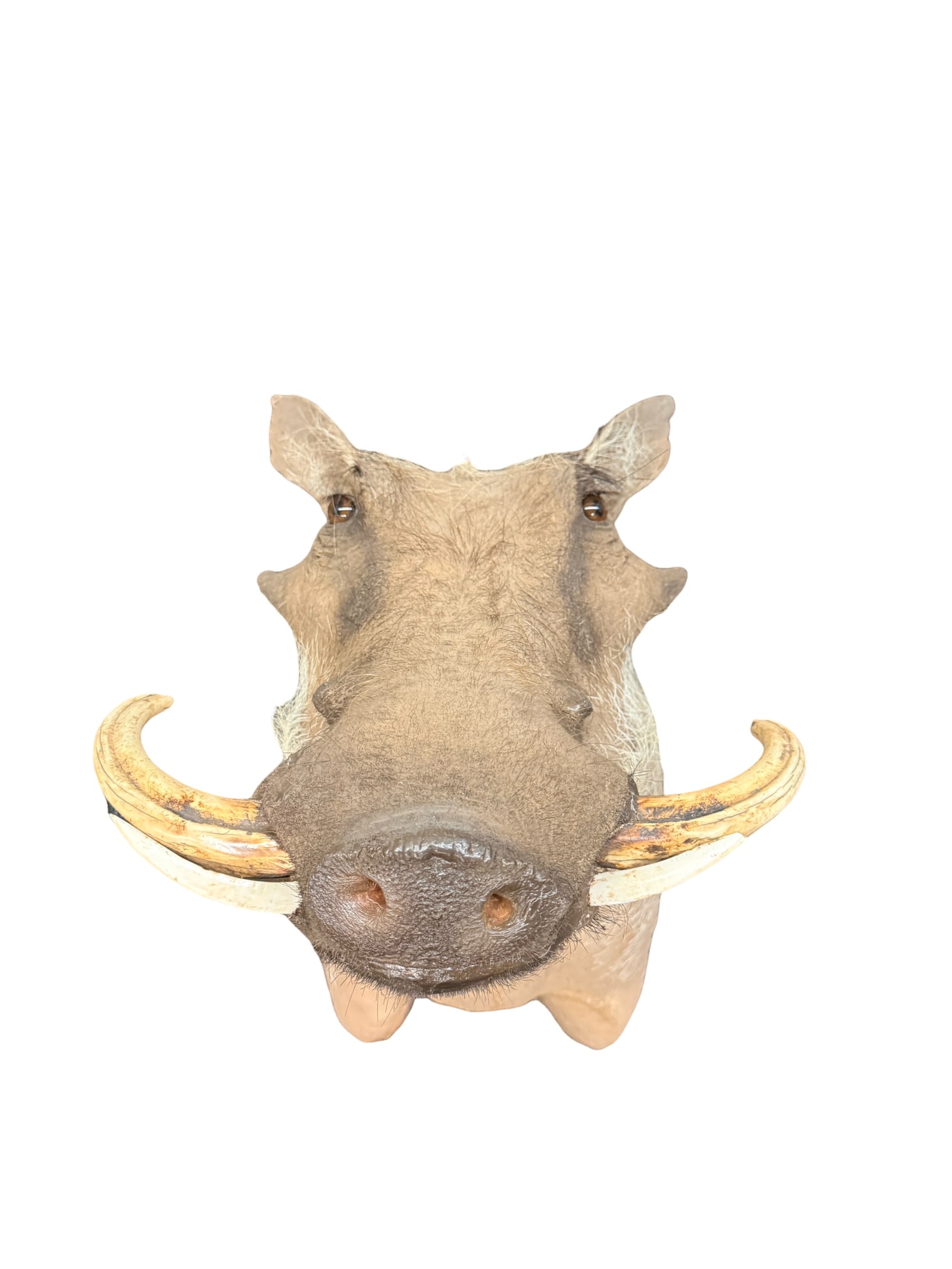 African Warthog Shoulder Mount Taxidermy (1 of 10)
