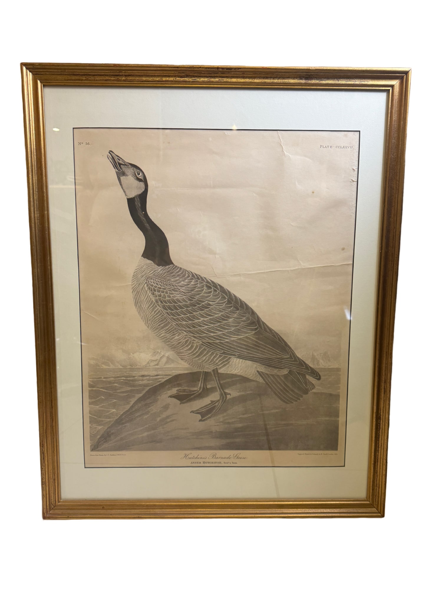 "Hutchin's Barnacle Goose" Audubon by Robert Havell 1835 Engraving: **OUT OF HOUSE SHIPPING "Hutchin's Barnacle Goose" Audubon by Robert Havell 1835 Engraving 24"W X 30"H framed 18"W x 22.5"H sight Hand-colored engraving, nicely framed