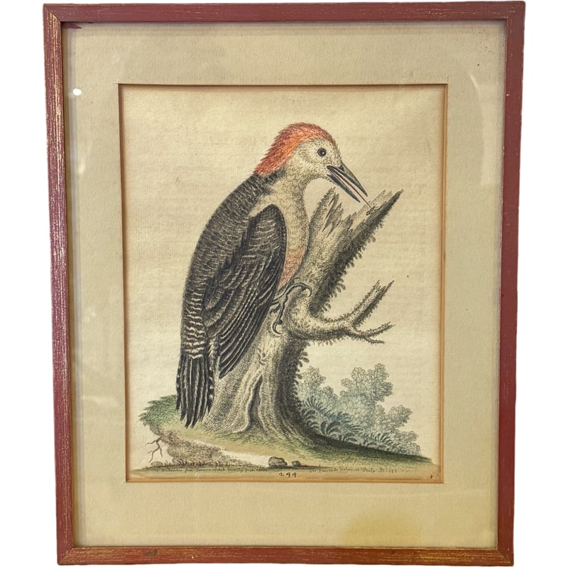The Woodpecker from Jamaica - Etched Directly From Nature - By George Edwards (1 of 6)