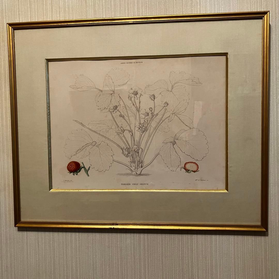 A 19th Century French botanical illustration of strawberry plants, framed.: A 19th-century French botanical illustration of strawberry plants, framed. This artwork has been mounted and was purchased by the consignor at a print exhibition in France. The dimensions are approxim