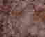 item-131347442=6