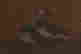 item-131464037=3