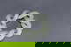 item-209347115=5
