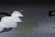 item-209349666=7