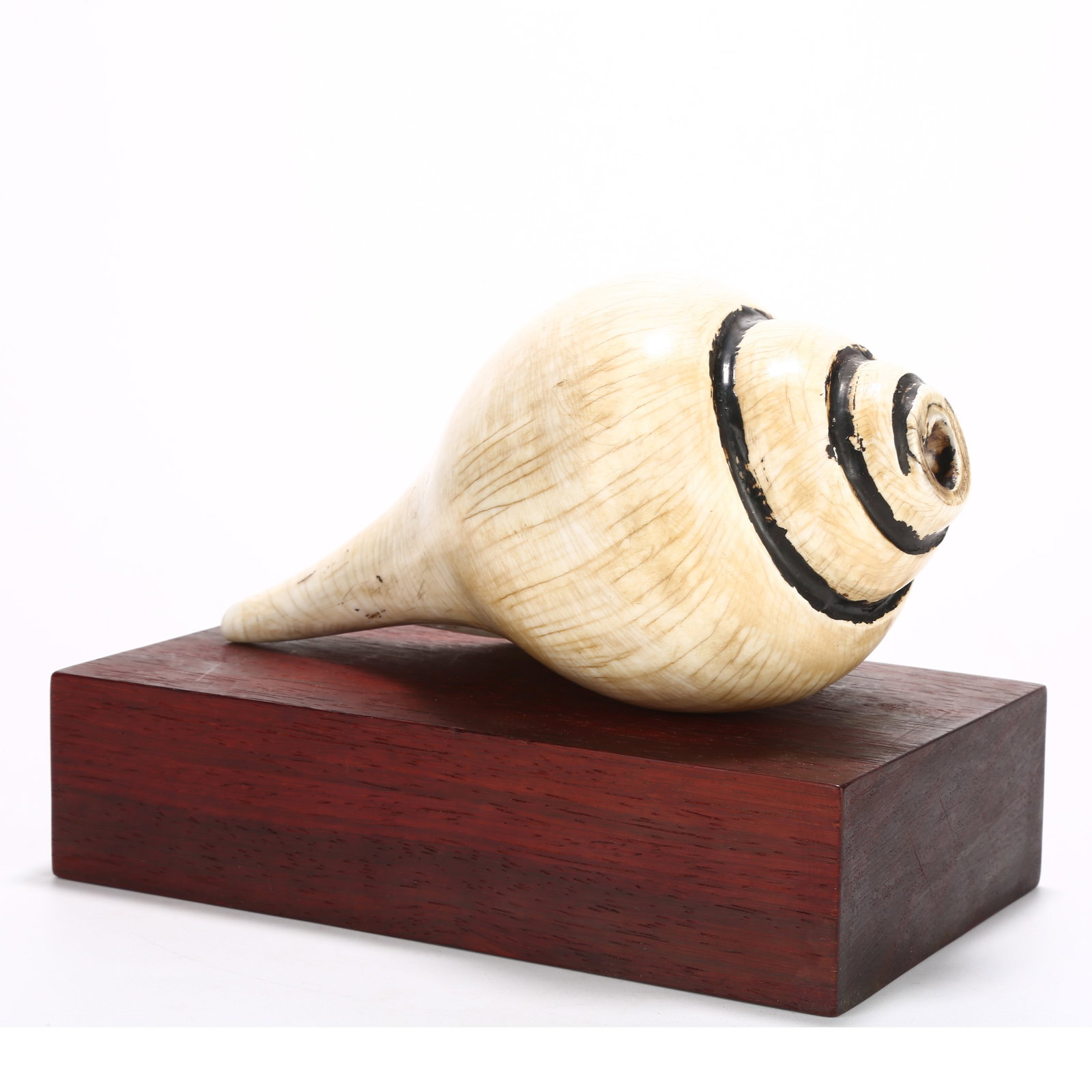 A CONCH SHELL (SHANKHA): Conch Shell (Shankha)