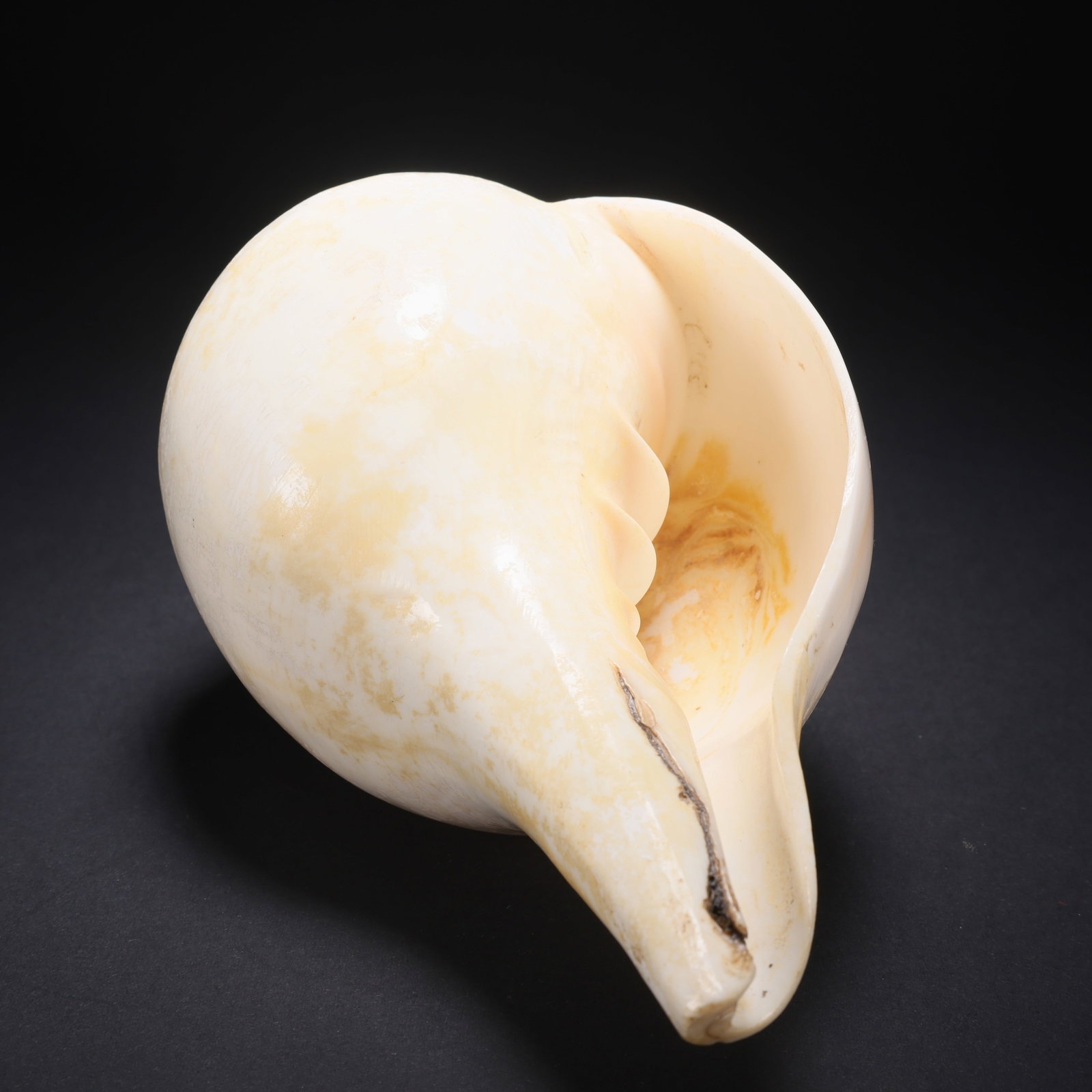 A CONCH WITH INSCRIBED SCRIPT - 9