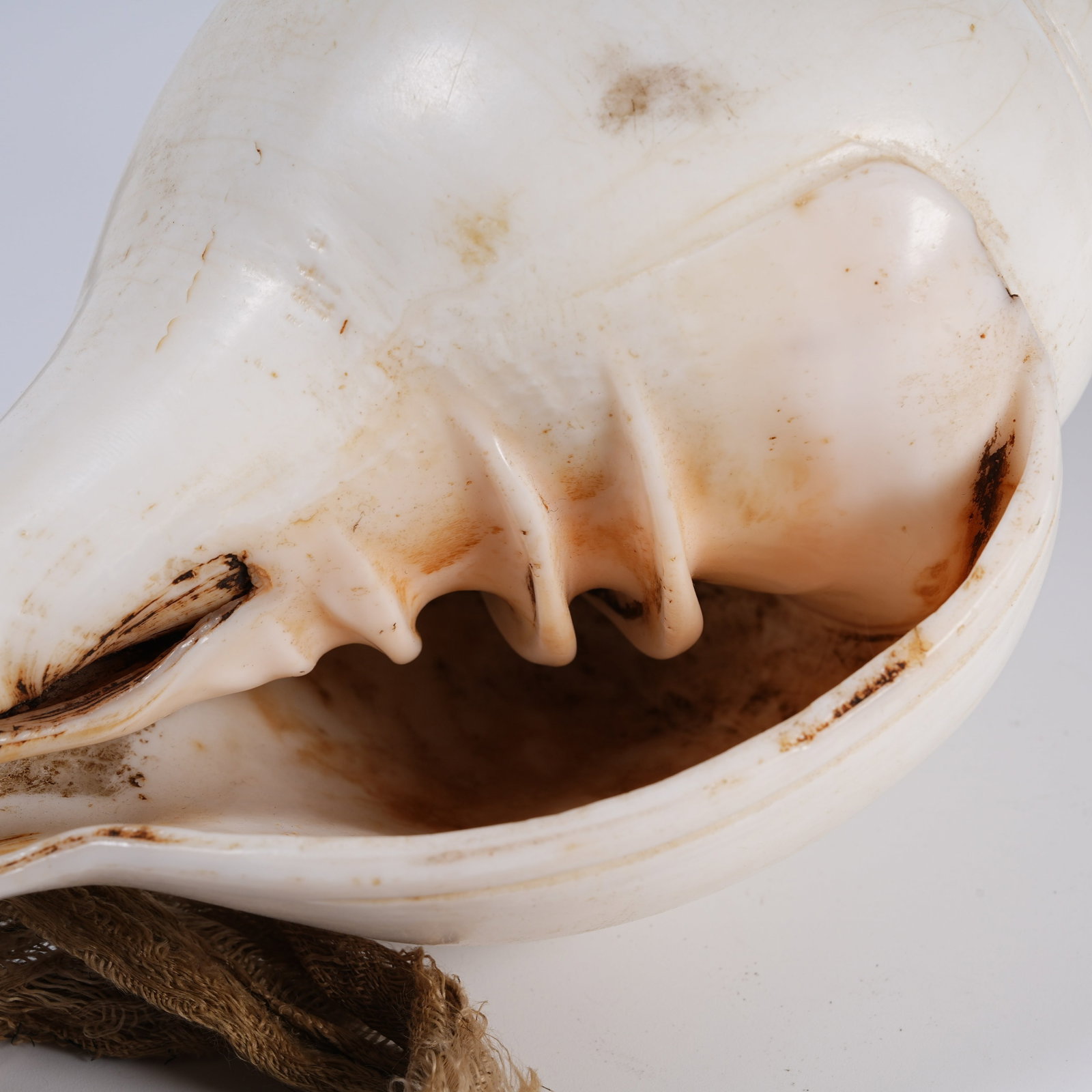 A CONCH RITUAL IMPLEMENT - 8