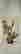 item-129050559=4