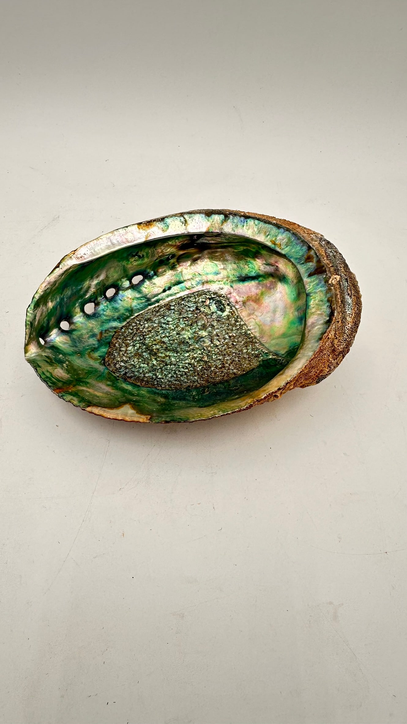 Large Natural Abalone Shell (Haliotis), Pacific Coast, 20th Century (1 of 5)