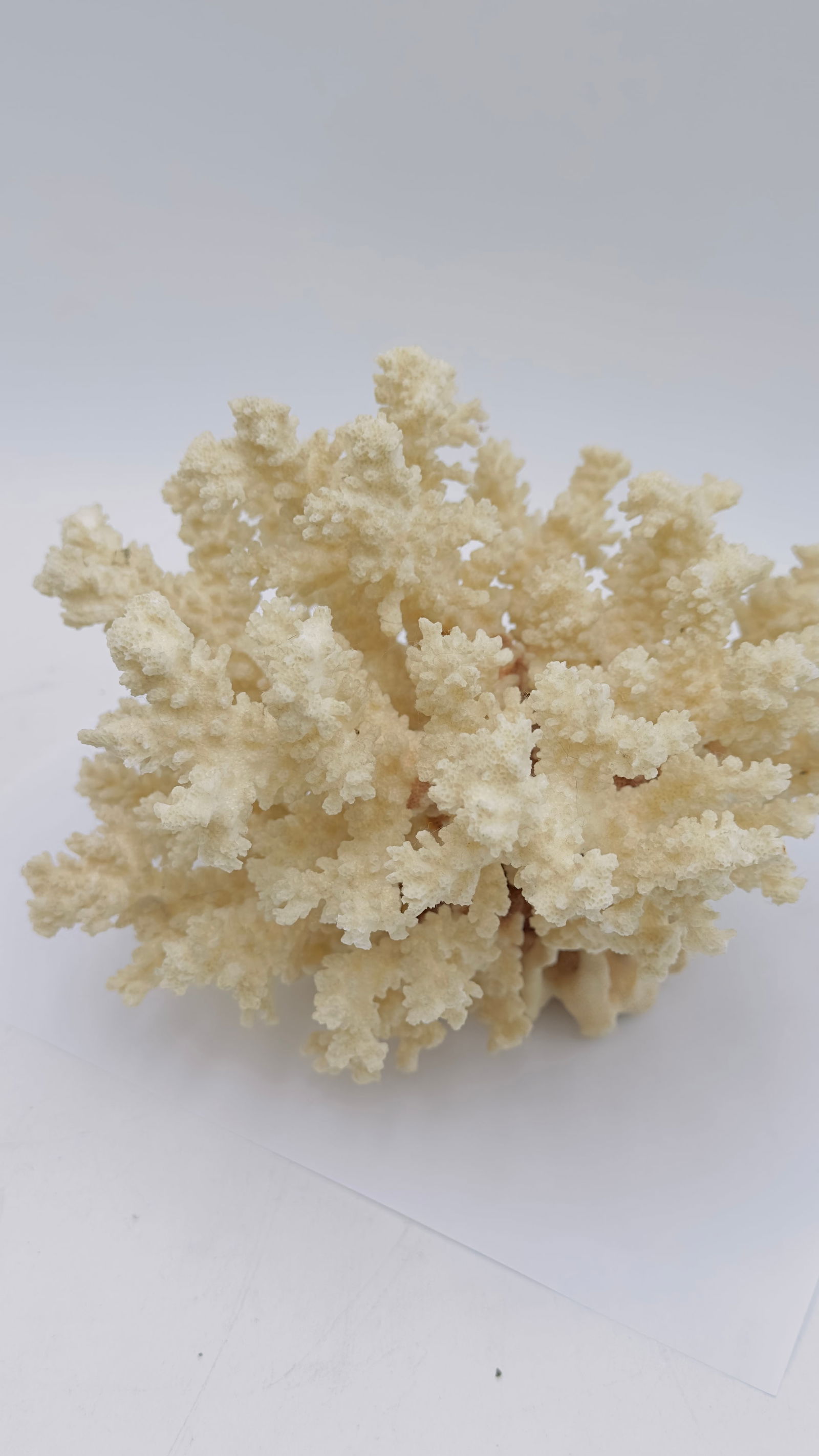 Natural White Coral Tree, White Coral, Coral Tree, Coral Reef Decor, White Coral Reef, Natural Sea C: A striking natural coral specimen, featuring an intricate branching structure with dense, organic formations in soft ivory-white tones. The piece displays a highly textured surface with fine granular