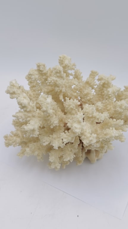 A striking natural coral specimen, featuring an intricate branching structure with dense, organic: A striking natural coral specimen, featuring an intricate branching structure with dense, organic formations in soft ivory-white tones. The piece displays a highly textured surface with fine granular