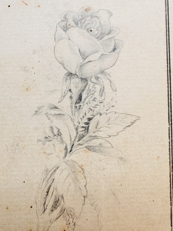 Persian Botanical Study – Rose Sketch in Graphite - 2