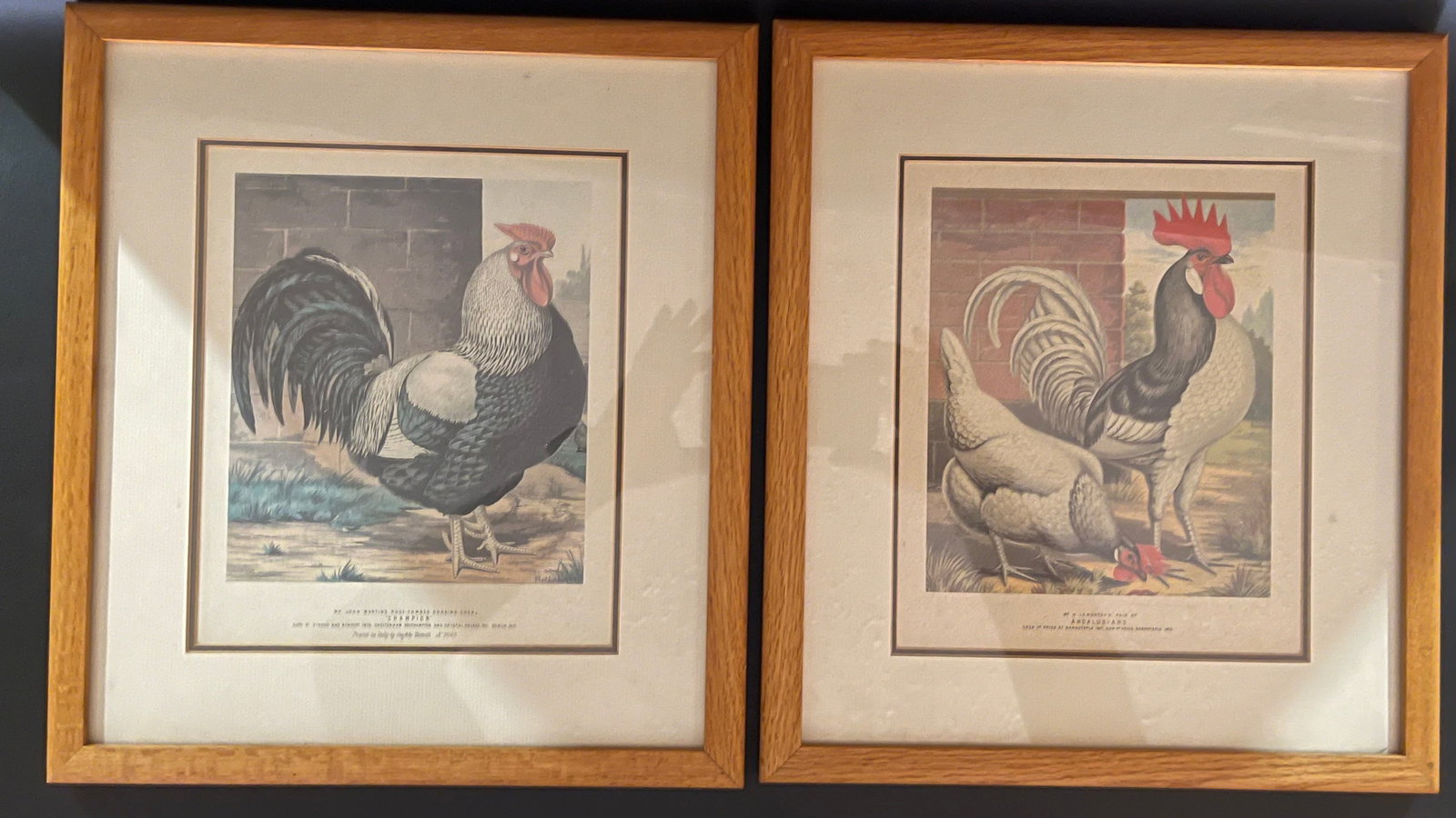 Pair of Framed Vintage Poultry & Rooster Prints: A decorative pair of framed vintage-style poultry prints featuring detailed illustrations of prize roosters and hens. These colorful agricultural and natural history prints are professionally matted a