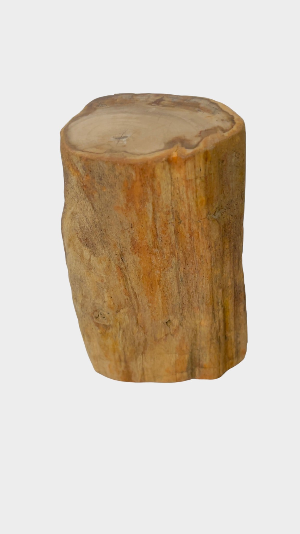 SPECIMEN OF PETRIFIED WOOD A substantial natural specimen of petrified wood, retaining the original (1 of 6)