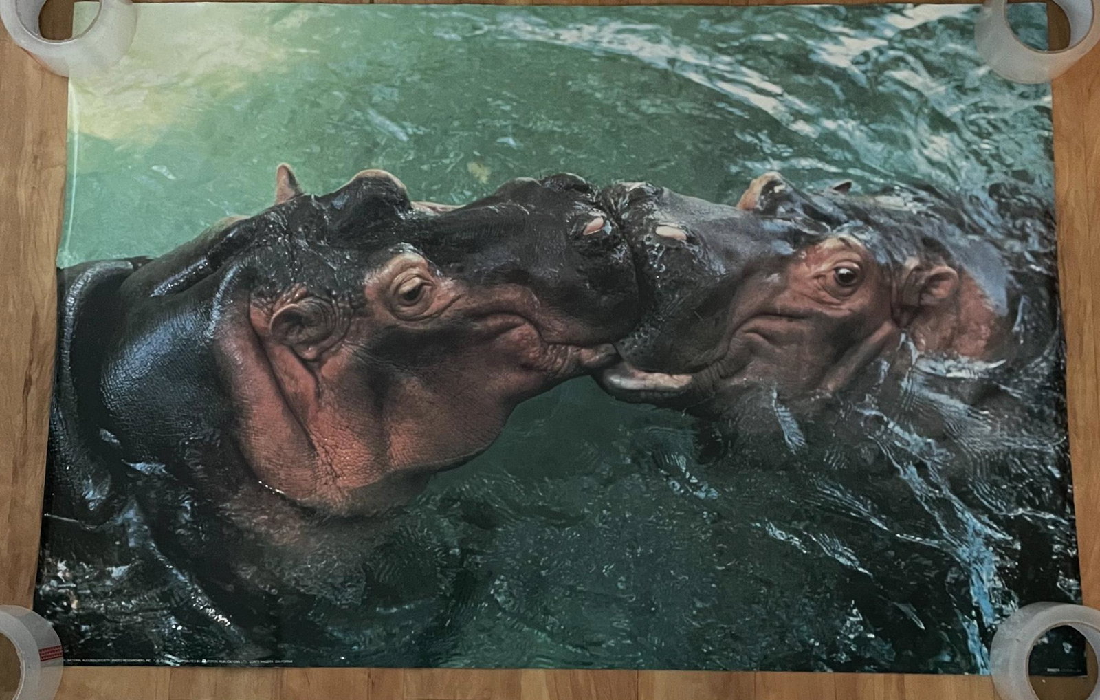 Kissing Hippos Poster: Tom McHugh, AN8519 LITHO in USA. Natiional Audubon Society