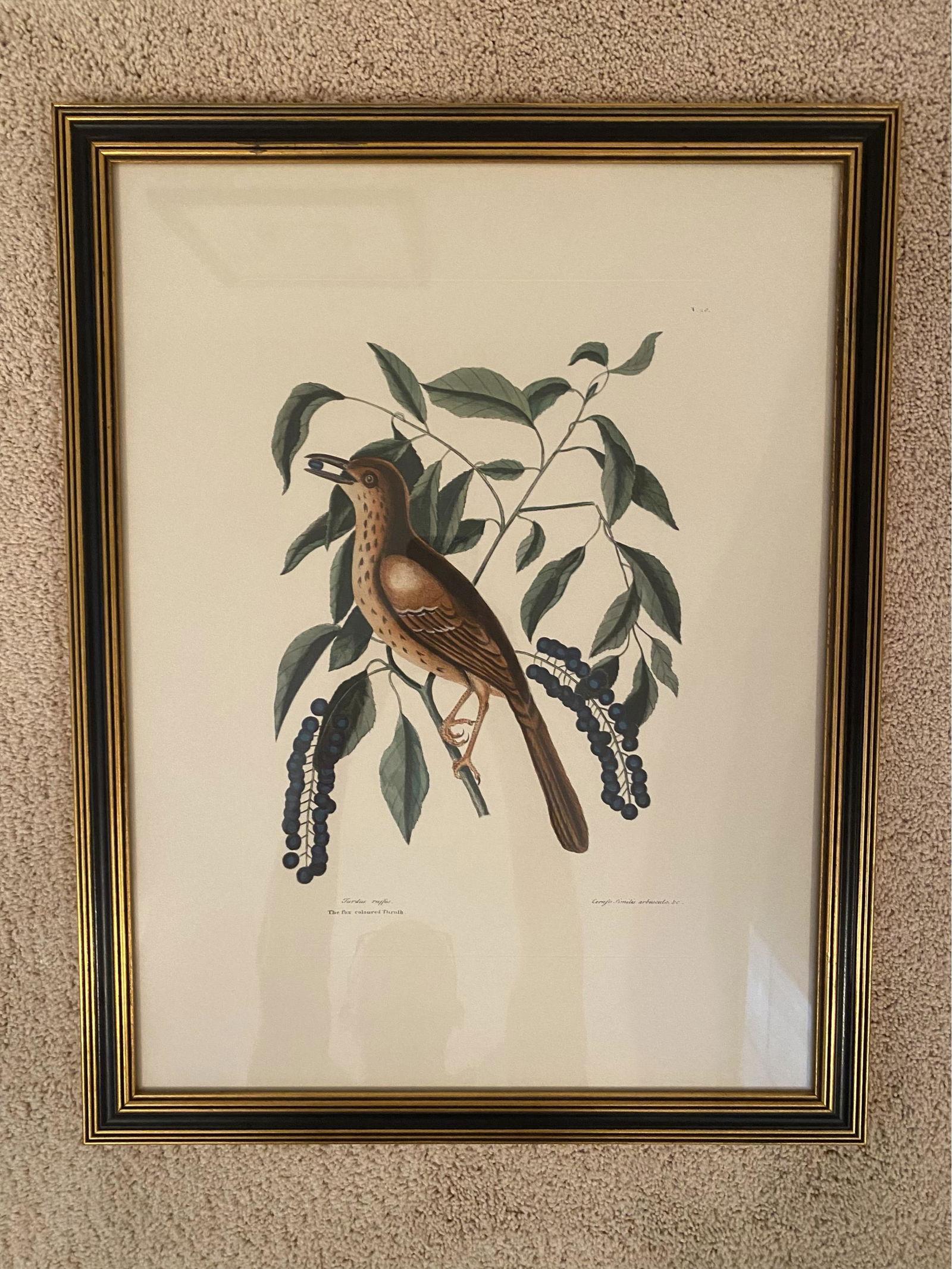 The Fox Coloured Thruth, Turdus Ruffus, Framed Artwork 18 X 23 (1 of 4)