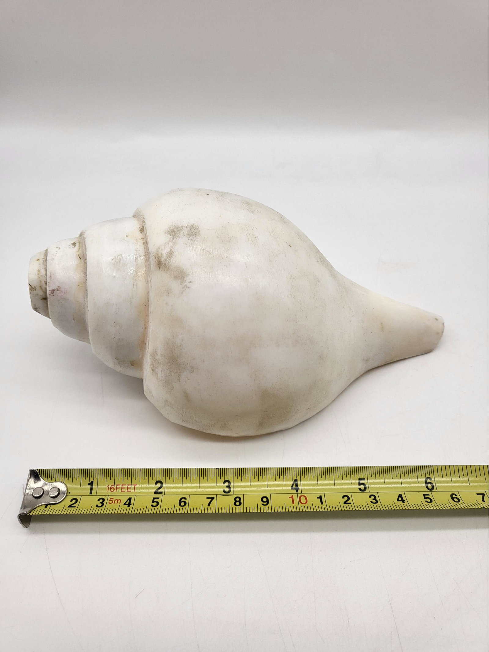 White Conch Shell, 7 (1 of 2)