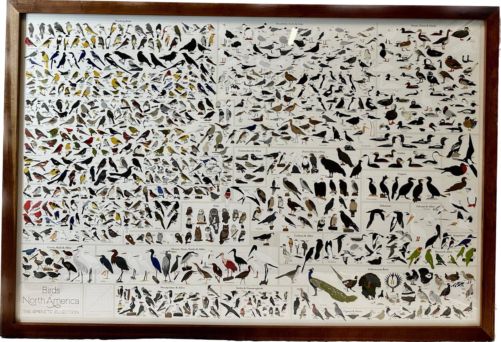 Birds Of North America The Complete Collection, Framed, 37.5x25.5: Birds Of North America The Complete Collection, Framed, 37.5x25.5