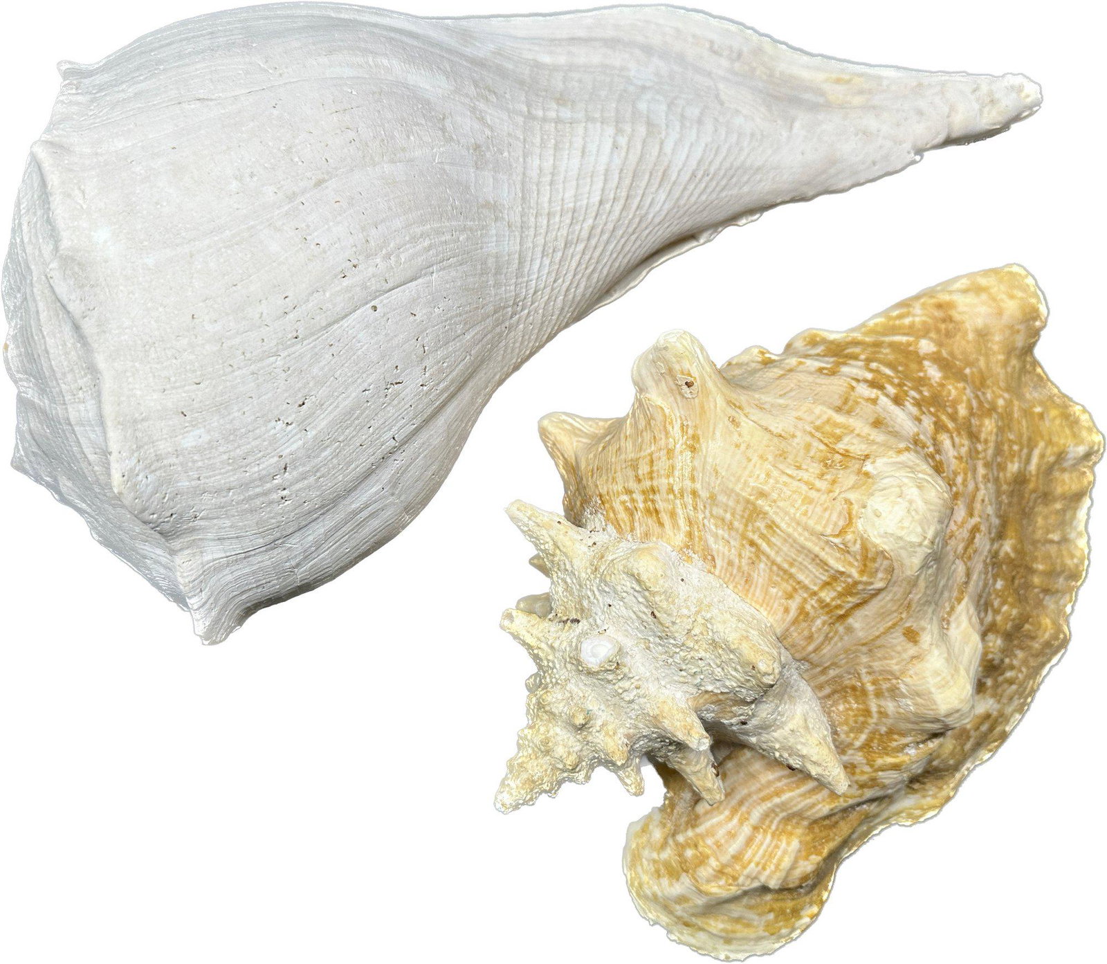 Pair Of Conch Shells: Pair Of Conch Shells