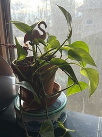Houseplant With Decorative Flamingo Accent