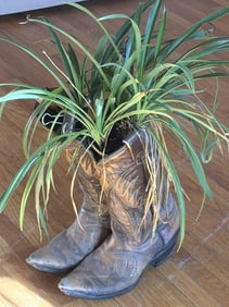 Cowboy Boots With Spider Plant