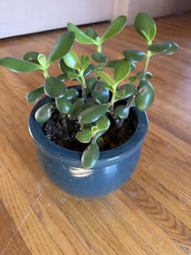 Jade Plot In A Pot, Size: 10" Height