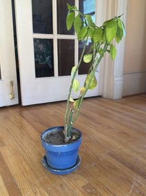 Devil's Backbone Plant With A Pot