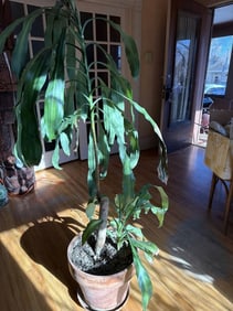 Mature Dracaena Fragrans "Corn Plant" In Large Pot, Size: 14.5" Height