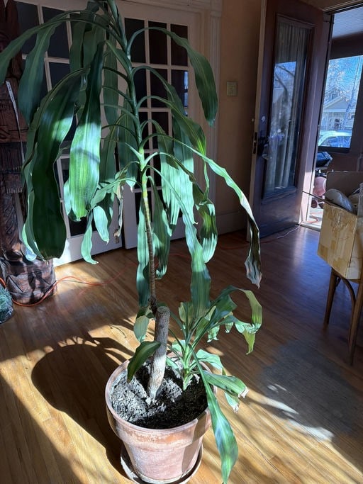 Mature Dracaena Fragrans "Corn Plant" In Large Pot, Size: 14.5" Height: Mature Dracaena Fragrans "Corn Plant" In Large Pot, Size: 14.5" Height