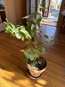 Ficus Microcarpa In A Pot, The Pot Size: 8" Height