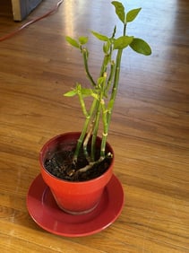 Redbird Cactus/zigzag Plant In A Pot, Pot Size: 7.5" Height