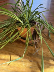 Variegated Spider Plant In Terracotta Pot, The Pot  Size: 7" Height