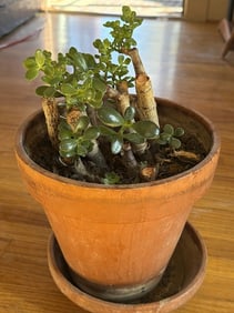 Jade Plant In Terracotta Pot, Pot Size: 9" Height