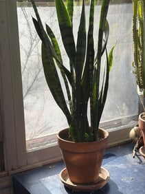 Snake Plant In A Pot, Size: 17" Height