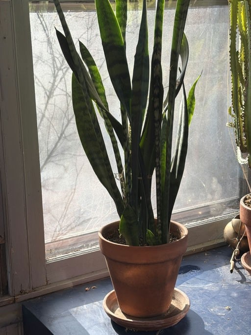 Snake Plant In A Pot, Size: 17" Height: Snake Plant In A Pot, Size: 17" Height
