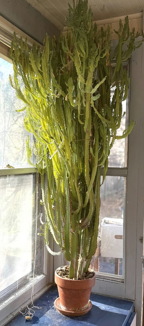 African Candelabra Plant In A Pot, Size: The Pot Size: 8" Height: African Candelabra Plant In A Pot, Size: The Pot Size: 8" Height