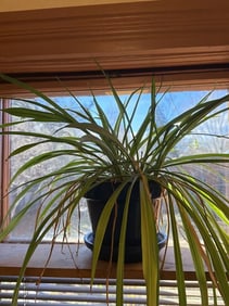 Spider Plant In A Pot