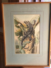 Natural History Iguana Illustration In Wooden Frame, Size: 13" Height