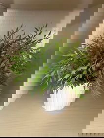 Artificial Potted Plant in IKEA Kardemumma White Planter