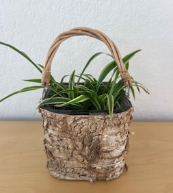 Small Potted Spider Plant in Woven Birch Bark Container with Handle