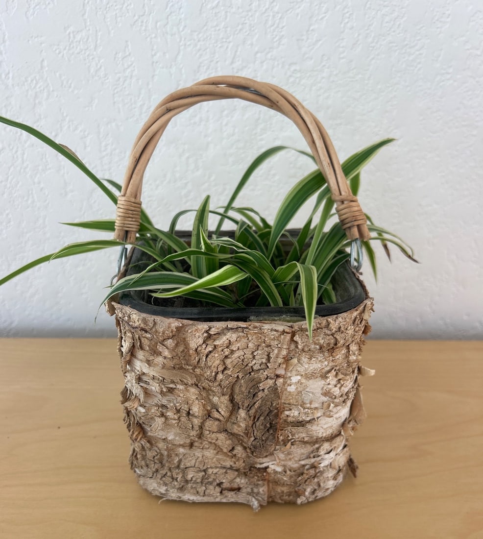 Small Potted Spider Plant in Woven Birch Bark Container with Handle (1 of 4)