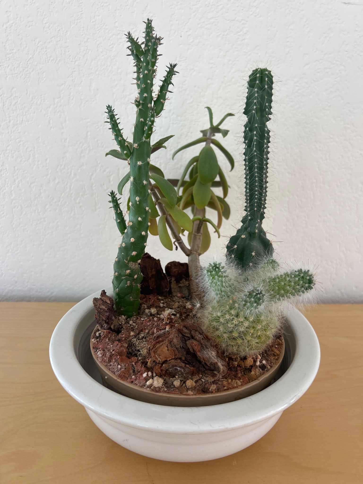 Vintage Homer Laughlin Fiesta Planter with Cacti Arrangement: Vintage Homer Laughlin China Fiesta planter featuring a unique arrangement of various live cacti. The white ceramic planter is lead-free and marked clearly on the base. The piece combines the timeless