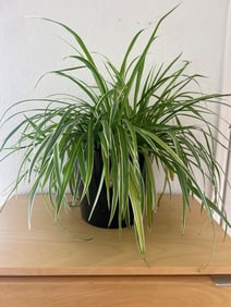 Spider Plant in Glossy Black Planter