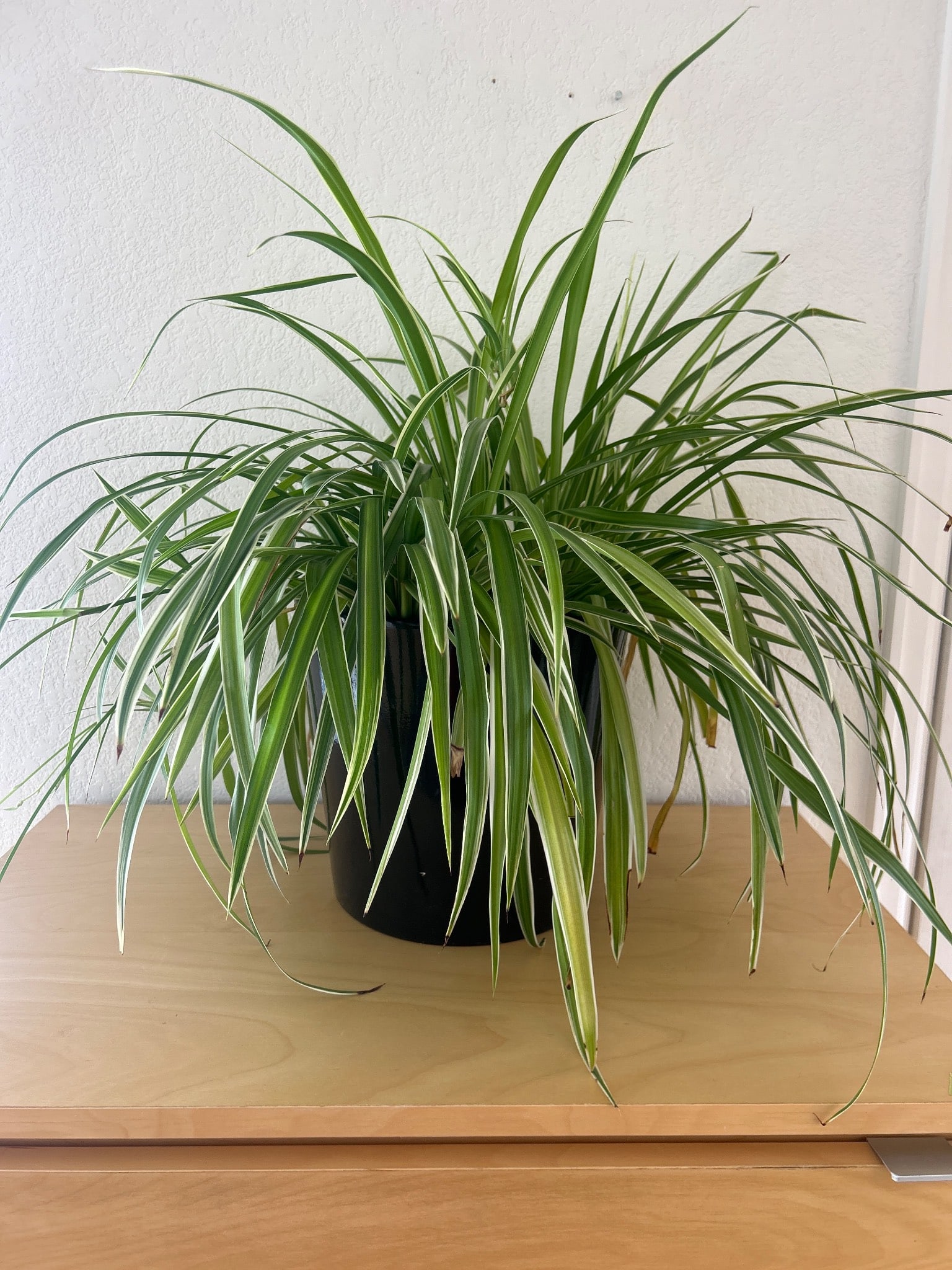 Spider Plant in Glossy Black Planter: A healthy Spider Plant (Chlorophytum comosum) displayed in a sleek, glossy black planter. Known for its vibrant, arching green leaves with white striping, this plant is ideal for brightening indoor sp