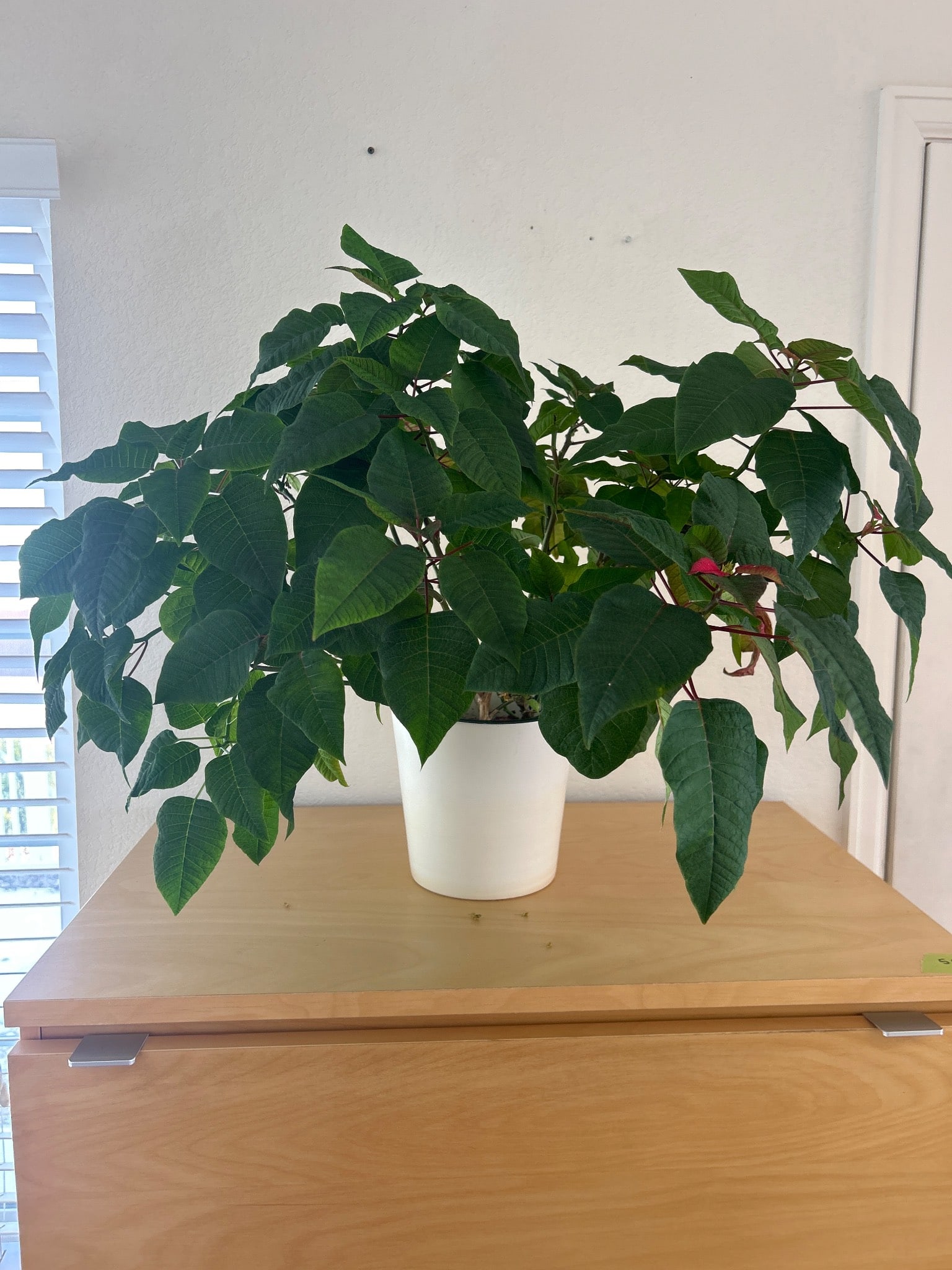 Potted Green Plant in White Ceramic Planter (1 of 2)