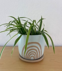 Larhart Stoneware Planter with Rainbow Design and Spider Plant