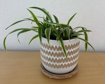 Potted Spider Plant in Decorative Ceramic Planter