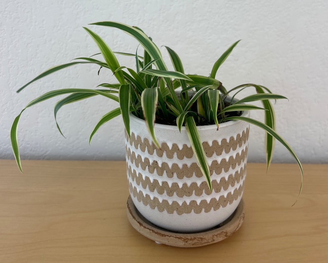 Potted Spider Plant in Decorative Ceramic Planter (1 of 3)