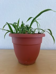 Potted Spider Plant in Terracotta Planter